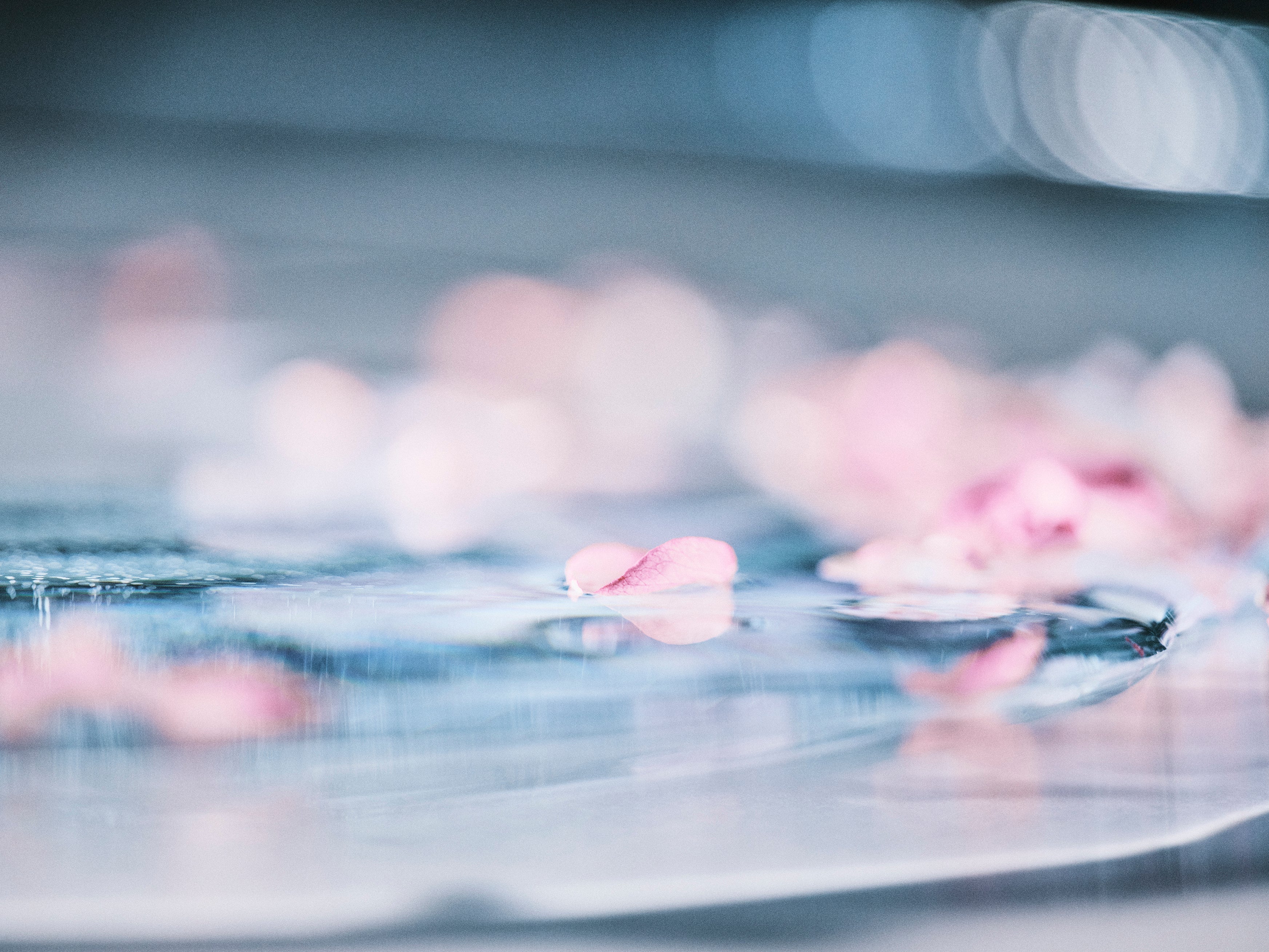 桜を味わう、春のお菓子