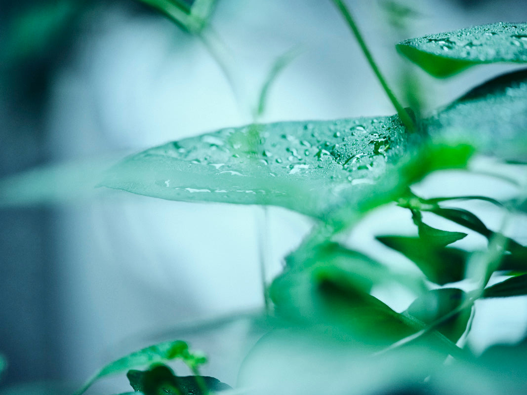 【GW】お店で楽しむ。初夏のひんやりデザート