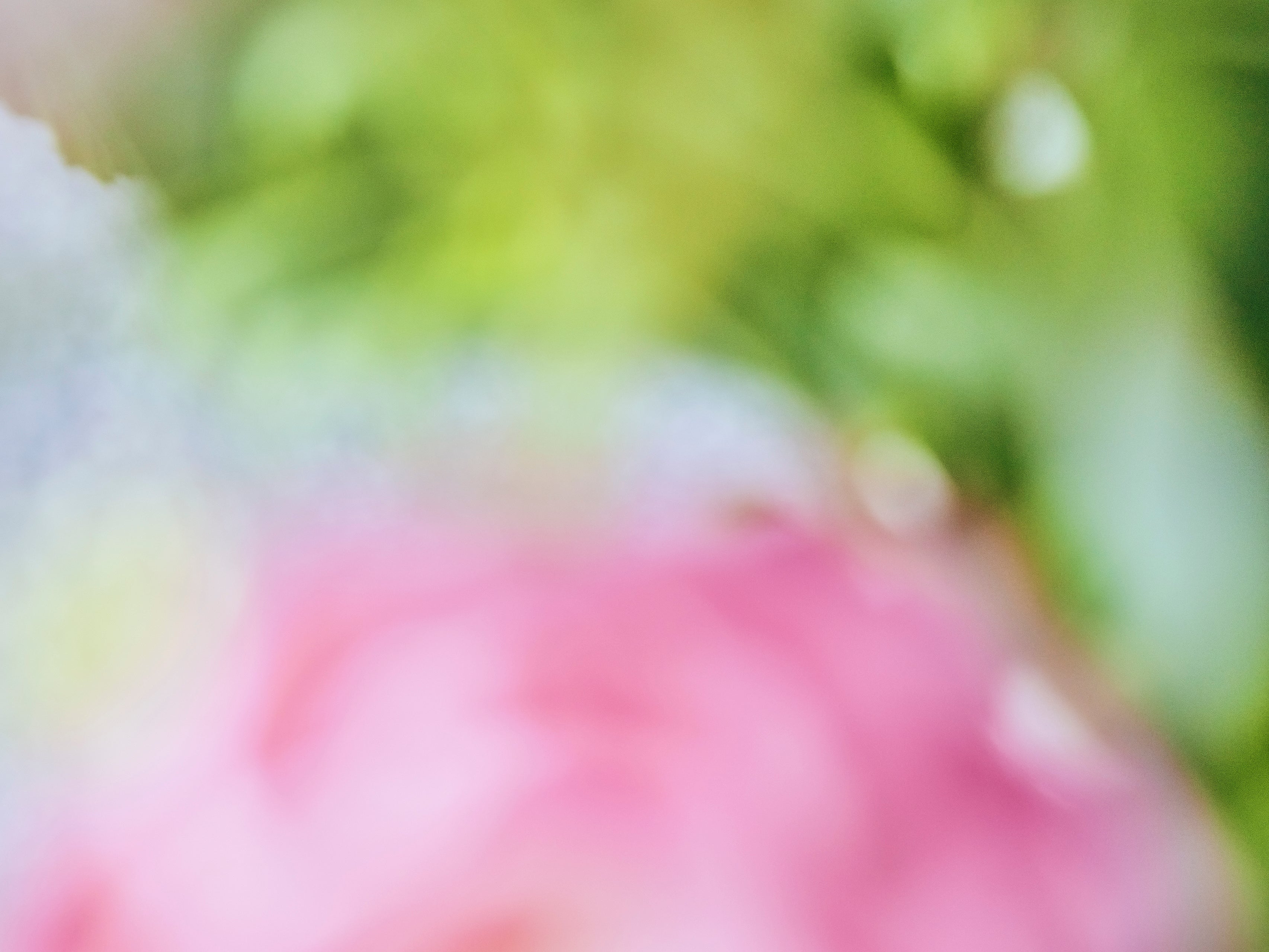 2025.5 PASDEDEUX SCHEDULE