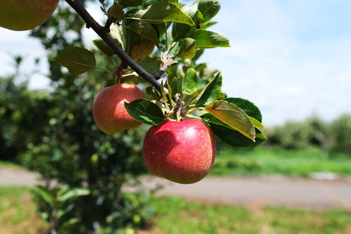 From the Source #01 青森県 ヤマサンりんご園 2025/10 – PAS DE DEUX