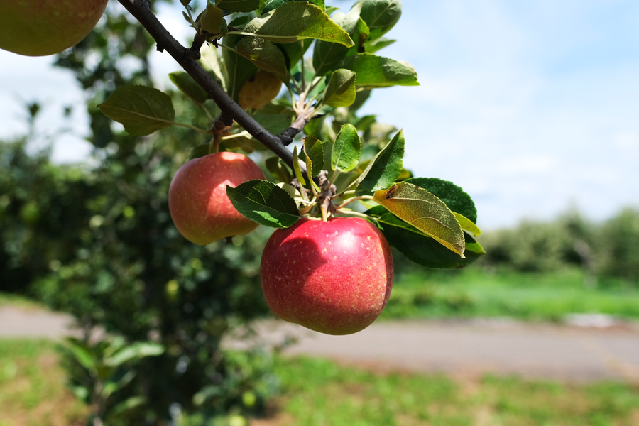 From the Source #01　青森県 ヤマサンりんご園　2025/10